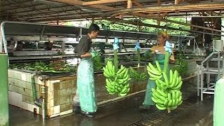 preview picture of video 'Banana Plantation'