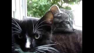 Petits chats s'endorment en une minute et trente secondes...!!