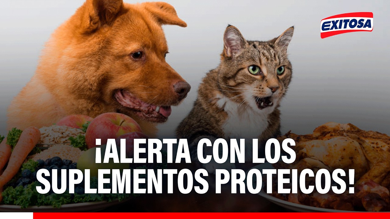 🔴🔵 Suplementos proteicos podrían acelerar problemas renales en mascotas, señala veterinaria