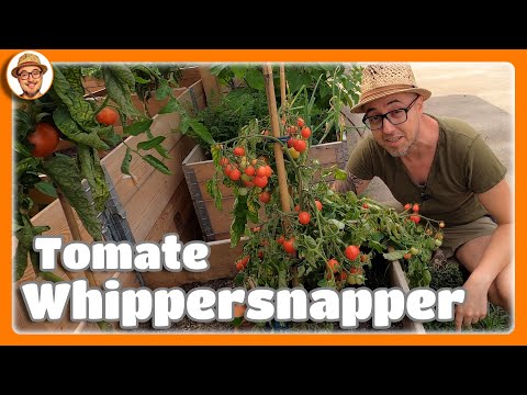 Whippersnapper Tomato 🍅 Mega Yield! Grow your own tomatoes. Tomato plants in the garden. Vegetabl...