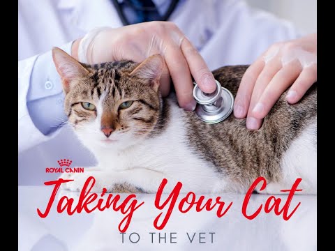 The Bridge Club Pets shares the importance of taking your cat to the veterinarian with Royal Canin