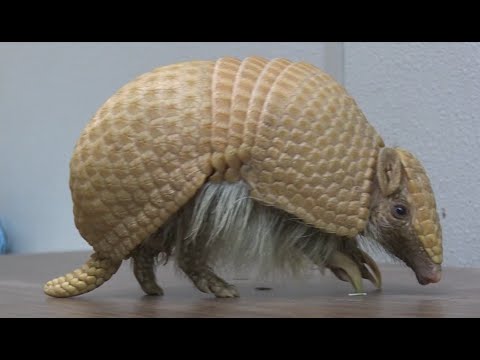 image-How do armadillos behave?