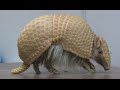 Amazing Armadillo