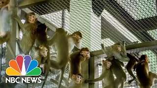 International Monkey Trade Exploded Due To Covid Vaccine Development