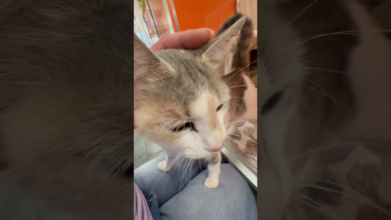 Myrtle, a Adoptable Domestic Short Hair in Oshkosh, WI video 2/6