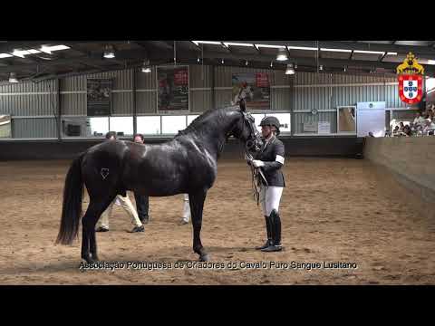 230424 26 Nababo - Aprovação de Garanhões