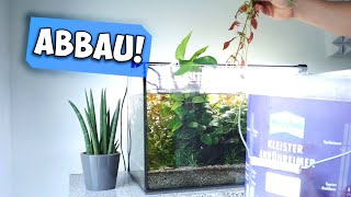GUPPY ZUCHT AQUARIUM ABBAU 🐟 & FISCHE UMSETZEN | Aqua Update