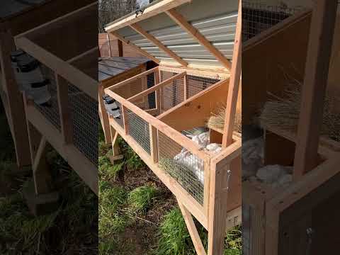 Custom Rabbit Hutch Design