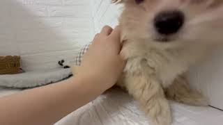 ハーフ犬の動画01