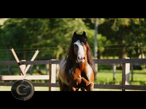 A well-trained horse never forgets what it has learned! Estância Liberdade