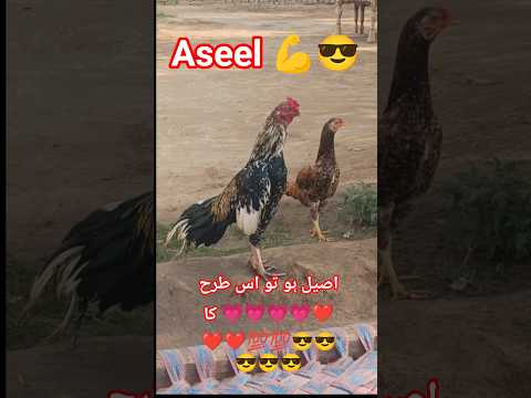 asil morga 😎 #foryou #asil