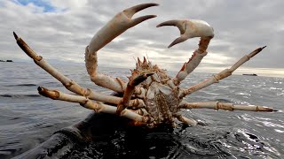 Shore Diving in Cornwall - Lobsters, Crabs, Urchins and underwater sea creatures