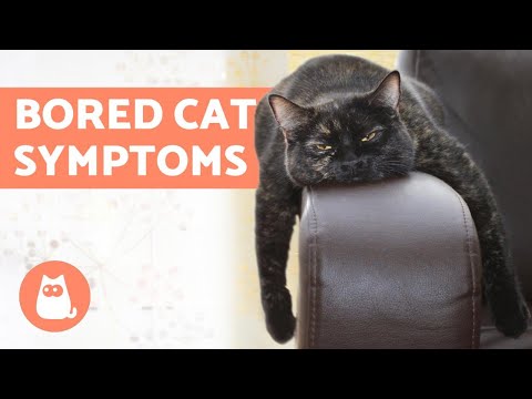 5 Symptoms of a BORED CAT 😿 (and What to Do)