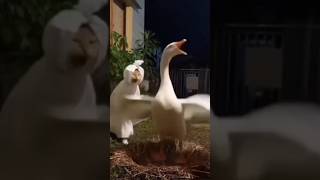 Download lagu chicken sound and duck sound laughing #shorts #comedy #funny #viralvideo mp3