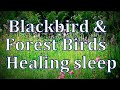 Blackbird Forest Birds Singing 10 Hours For Healing Relax Sleep No Ads