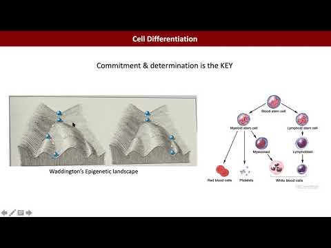 BIO415 Developmental Biology Lec1 Muhammad Shoaib