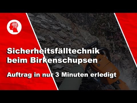 Sicherheitsfälltechnik bei einer 24 m Birke