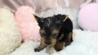 ヨークシャーテリアの動画01