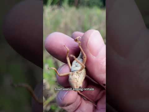 Wild grasshoppers = easy protein