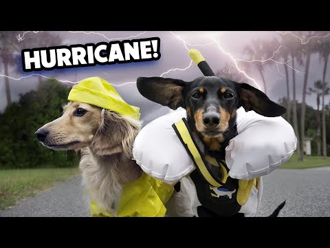 Ep 65: The Dogs Prepare for a HURRICANE!