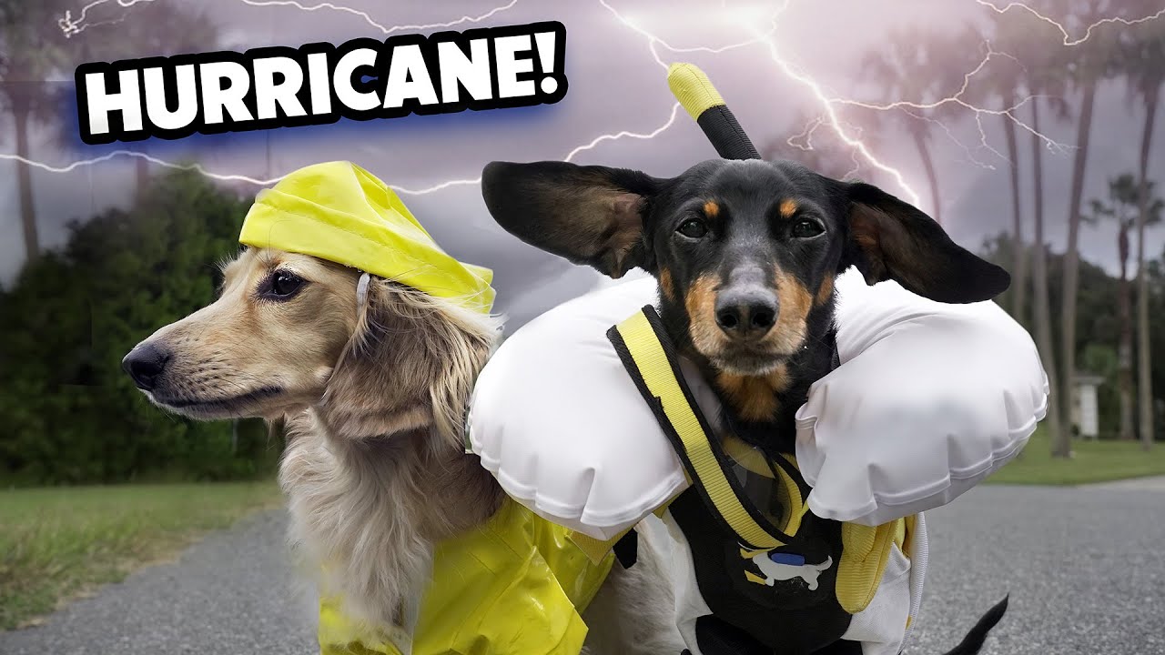 What do dogs do during a hurricane?