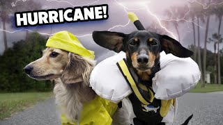 HURRICANE DOGS - Wiener Dogs Prepare for a Storm!