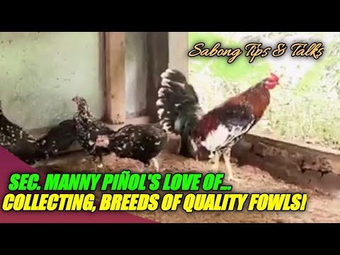 IMPORTED SPANGLED KELSO.