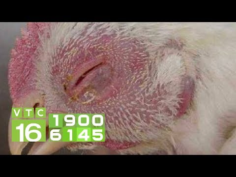 , title : 'Phương pháp để trị cho gà bị đau mắt | VTC16'