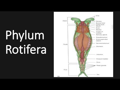 Enterobius vermicularis szaporodás