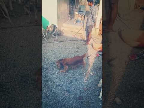 Dogs R puppy suresh Mali patil 9886766846