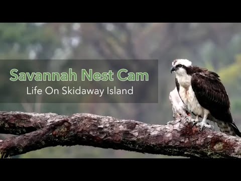 Savannah Nest Cam: Life On Skidaway Island | All Species Highlight