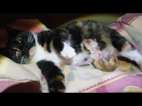 18,04,2020 Марусь родила котят