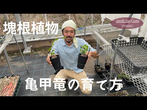 tuepfelkuskus p maculatus マップ.png