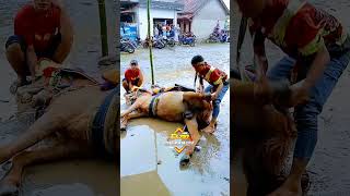 Download lagu kuda renggong ga mau bangun #shorts #kudarenggong #kudasilat mp3