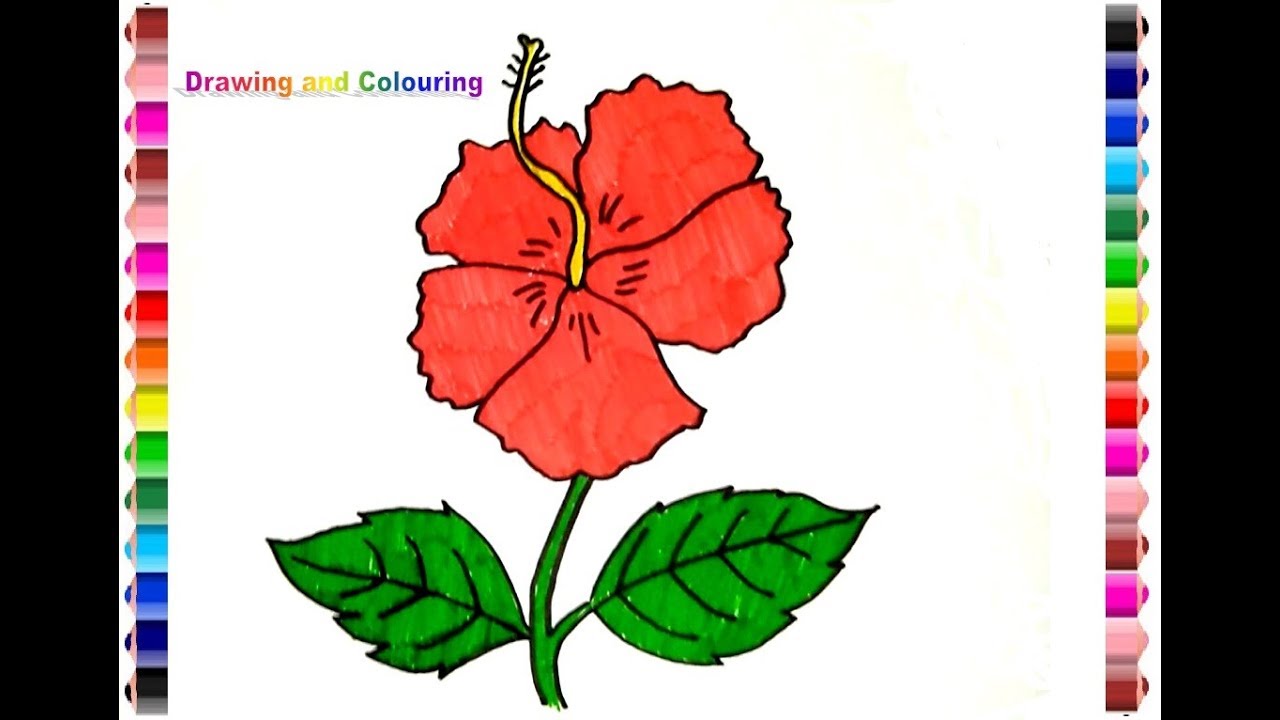 How to draw and colouring hibiscus flower (gambar bunga kembang sepatu)