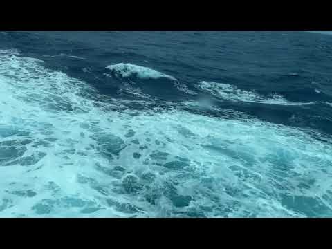 Thumbnail for RELAX, UNWIND and Let the WAVES and MUSIC Ease Your Mind #cruiseexperiences