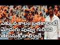 Moduga Puvvu Upayogalu In Telugu Moduga Puvvu Uses In Telugu Modugu Puvvu