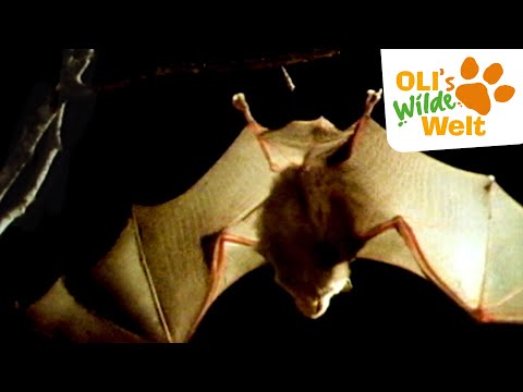 Wie sehen Fledermäuse im Dunkeln? | OLI's Wilde Welt