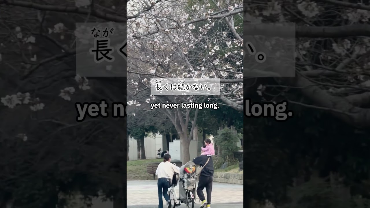 Reflecting Life through Sakura 🌸