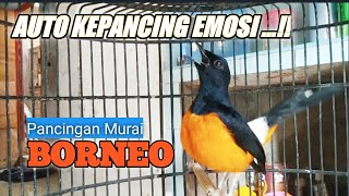 Download lagu Pancingan murai BORNEO Gacor  _ Bikin murai lain Kepancing EMOSI mp3