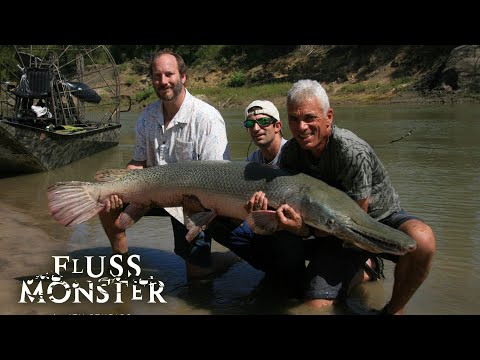 Alligatorhecht: ebenso bösartig wie ein Hai  | S1 E02 | Fluss Monster