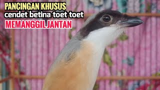 Download lagu toet toet suara Pancingan Cendet Betina Gacor Memanggil Cendet Jantan Agar segera Secepatnya Nyaut mp3 Download lagu toet toet suara Pancingan Cendet Betina Gacor Memanggil Cendet Jantan Agar segera Secepatnya Nyaut mp3