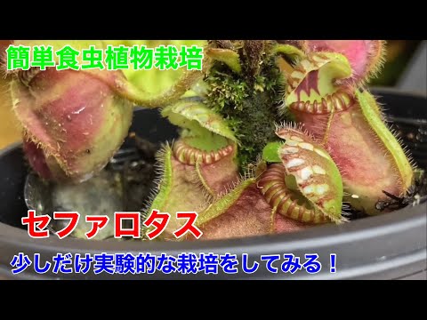 園芸 アルバニー ウォータージャグ セファロタス
