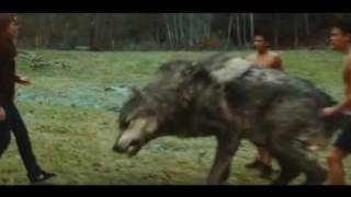 Big Bad Wolf Quilette Werewolves