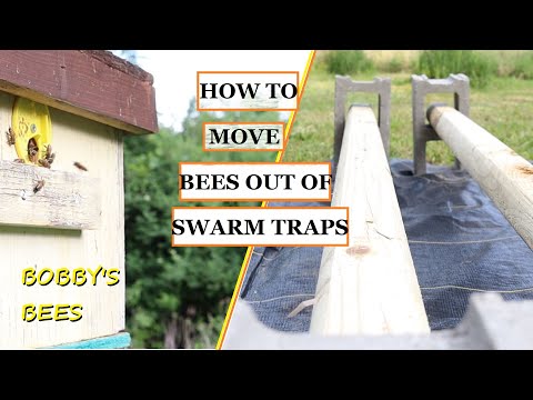 PREPPING A NEW SPOT/MOVING BEES OUT OF THE SWARM TRAP