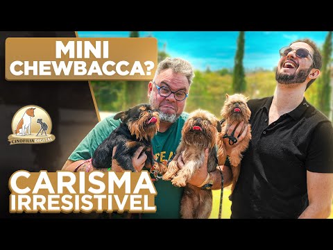 Brussels Griffon in 10 minutes | Digital Kennel Club
