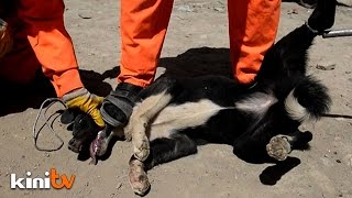 Trapped, then poisoned: Kabul's ruthless dog cull