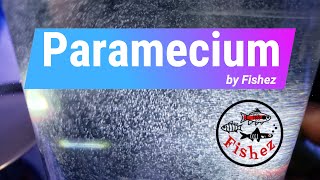 How to easily culture paramecia as a small live food for feeding to tropical fish fry