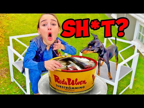 My Dog Tries Surströmming - The Smelliest Food In the World!