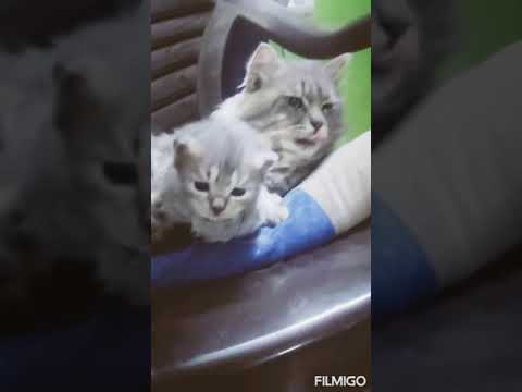 Adila cat video